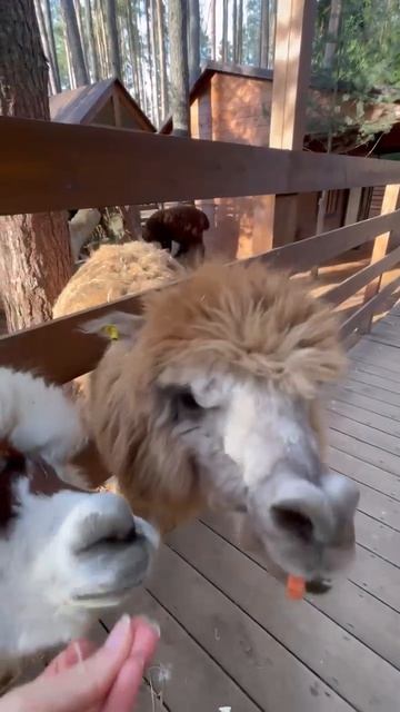 Ням ням ням милашки)))