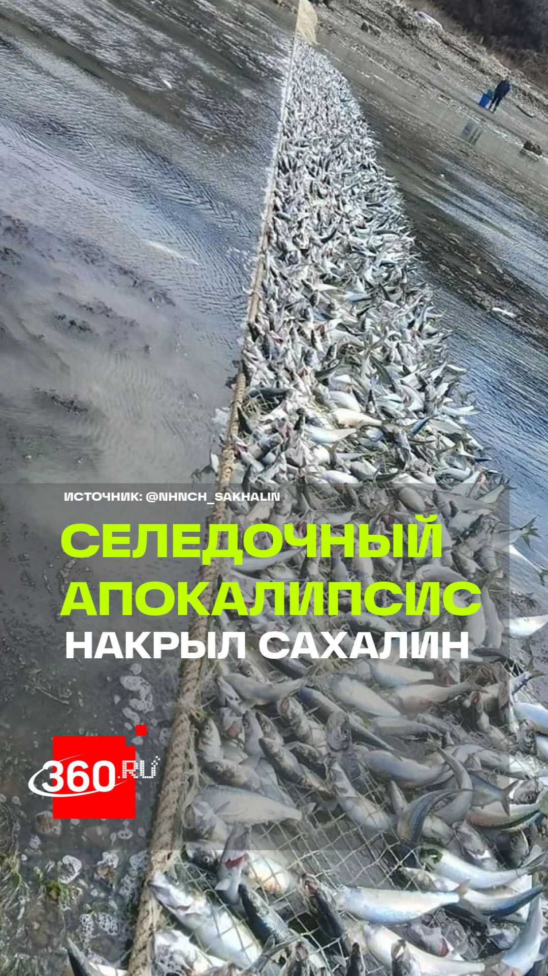 Рыбный штурм: тонны селедки выбросило на берег