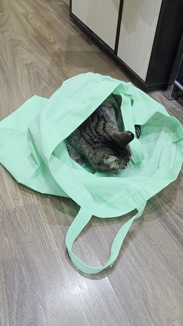 Кошечка Рысечка собирается на дачу