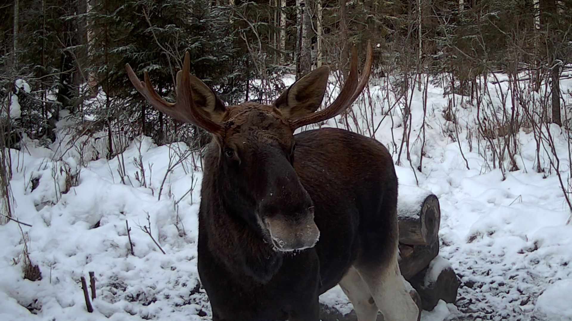 SEELOCK S308W #18.2 | Лоси у солонца №2