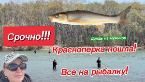 Срочно/Красноперка пошла/Не пропусти момент/Душа поет пока клюет/Мужицкий дождь😊/