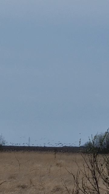 весенняя охота на гуся, кормовое поле.