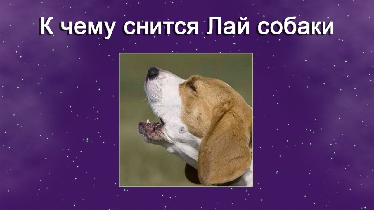 К чему снится Лай собаки - толкование сна