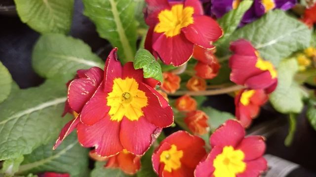 #красоота цветочков