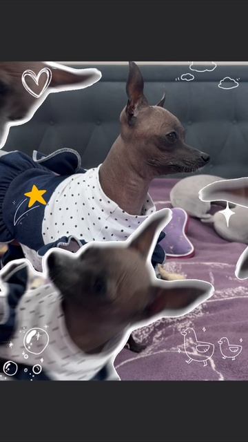 #собака #мия #москва #весна #переодевашки #любовь #мир