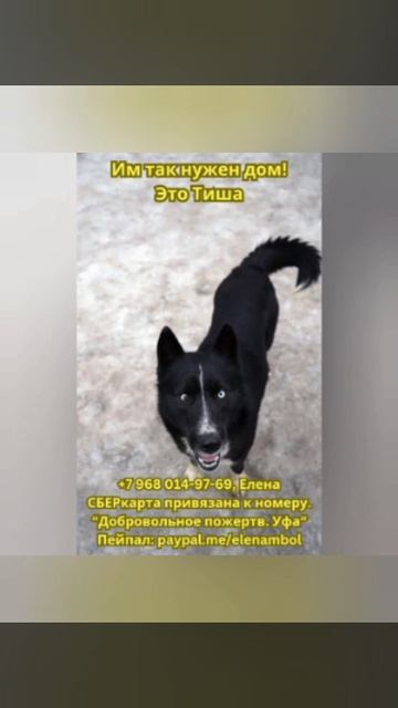 Они прошли АД ОТЛОВА. Они невинны и измучены... Не откажите им в помощи, люди..🚨Очень важно!!