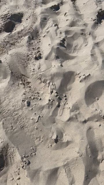 Дюны Светлогорск Балтийское море