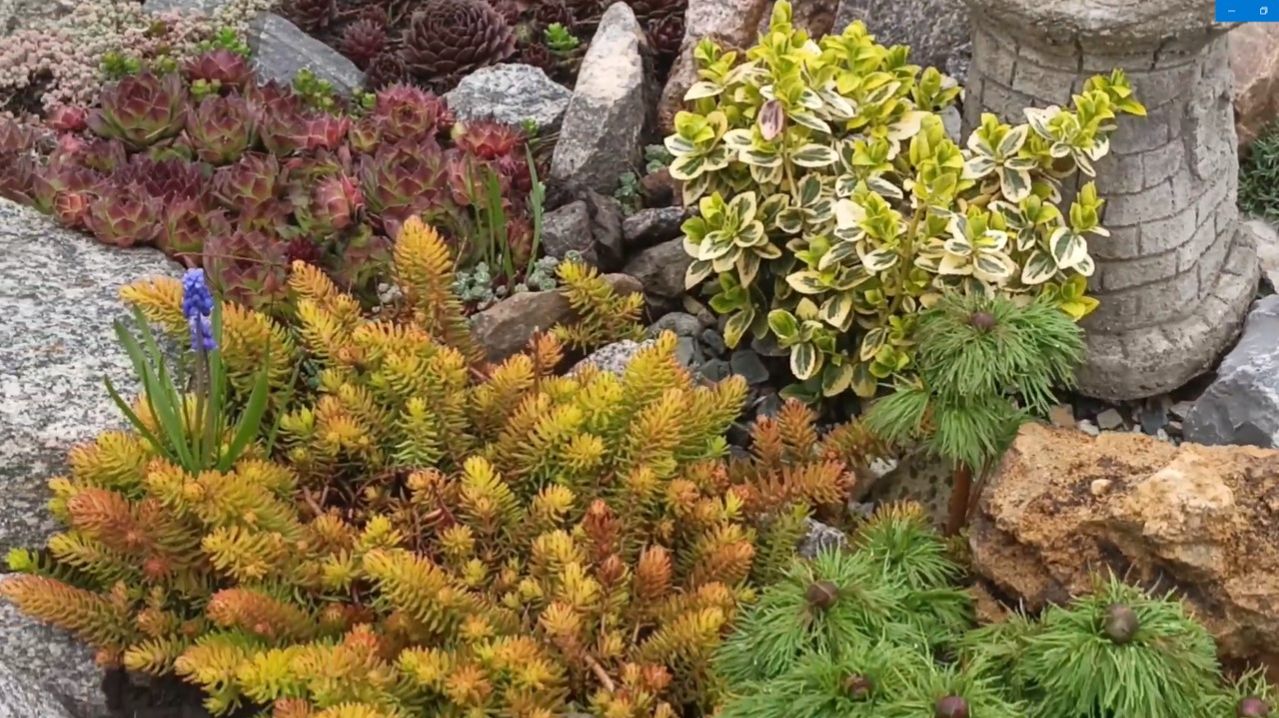 Щепа для декора. Облагораживаю каменистые горку и садик.