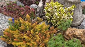 Щепа для декора. Облагораживаю каменистые горку и садик.