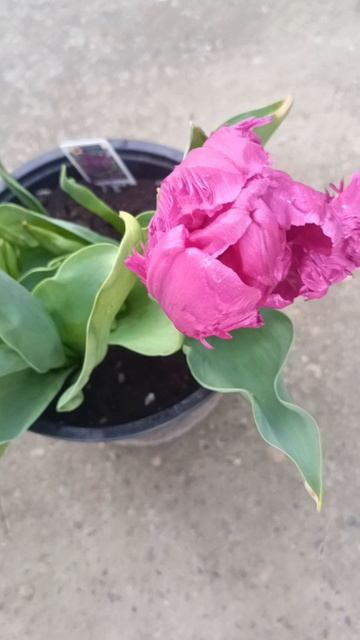 Тюльпан Negrita Parrot