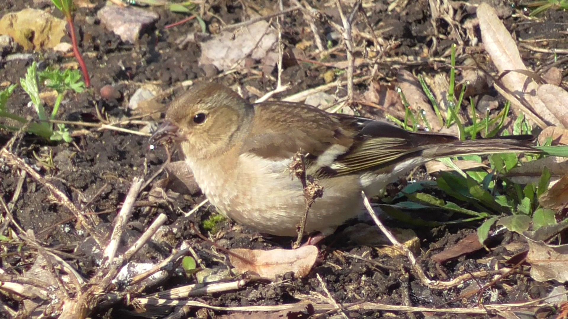 Видео про птицу в парке, птица самка зяблика