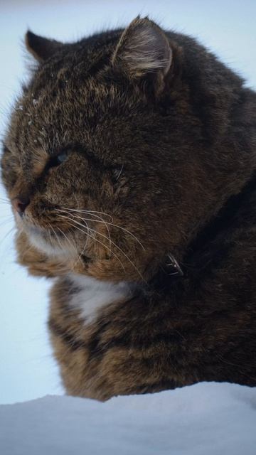 Дикий взгляд лесного кота Барсика. Зима 2025-2026