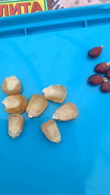 Сладкая. но не сахарная