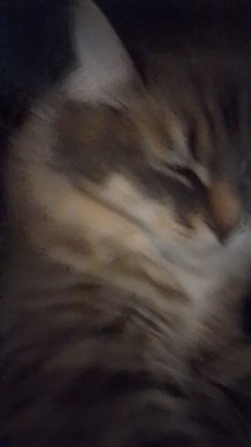 моя кошка Милка