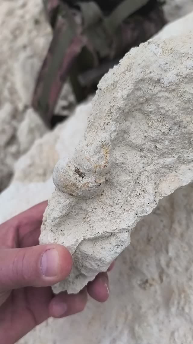 Campanile Giganteum 2026 04 19 1