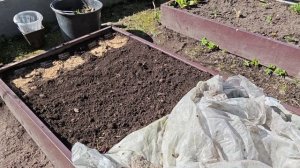 25-04-2026.Дача.Лилии НЕ перезимовали в теплице.(18.04.-19.04)