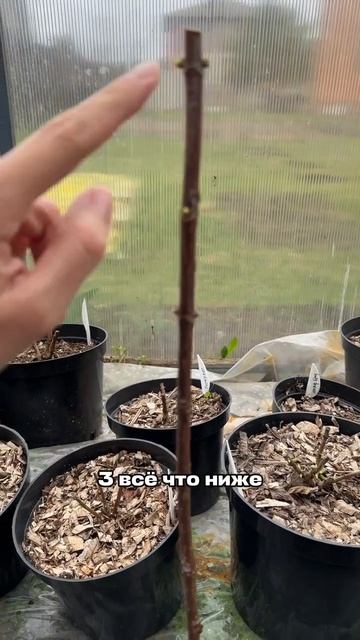 Формируем штамб гортензии.