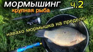 Крупная рыба на МОРМО. Продолжение.