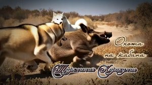 Туркмения. Охота на кабана на разливах.