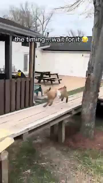 #видео #животные #Милые