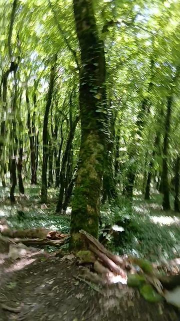 Возаращаюсь после отметки 3700 на тропе здоровья на горе Медведь в Архипо-Осиповке на Чёрном море