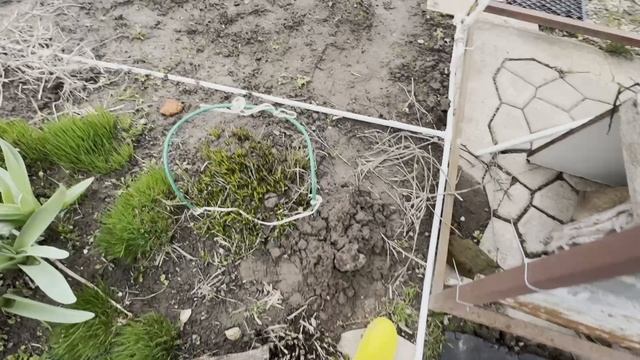 ОБЗОР ДАЧИ | Рассказываем, что у нас посажено