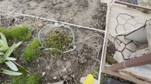 ОБЗОР ДАЧИ | Рассказываем, что у нас посажено