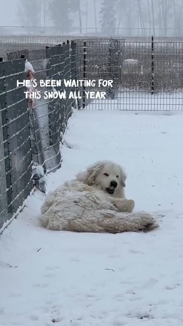 На завтра предсказывают снег