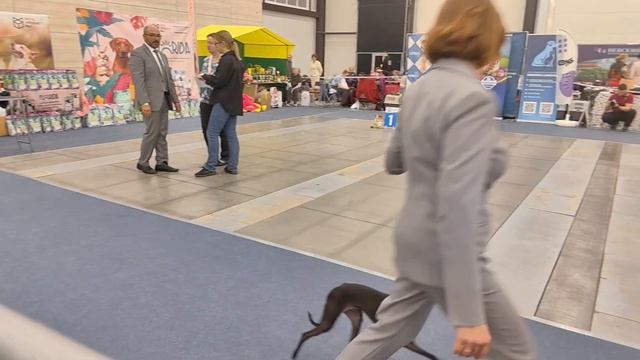 Монопородная выставка левреток 18.04.2026 г. КК 