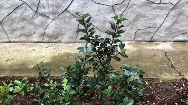 Южный сад в середине апреля. Новинки в саду и зимние потери.