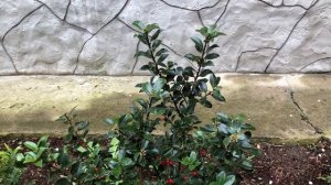 Южный сад в середине апреля. Новинки в саду и зимние потери.