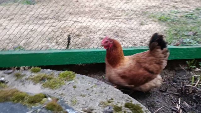 Курочка- долгожитель!