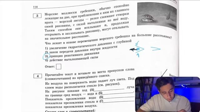 Морские моллюски гребешки обычно спокойно лежащие на дне при приближении к ним их - 27793