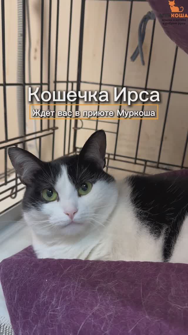 Ирса ждёт вас в приюте #Муркоша