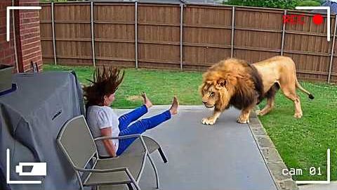 СЛУЧАИ ВТОРЖЕНИЯ ДИКИХ ЖИВОТНЫХ В ГОРОДА, СНЯТЫЕ НА КАМЕРУ