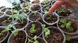 ПЕТУНИЯ ЗАВЯЛА,КАК СПАСТИ ПЕТУНИЮ