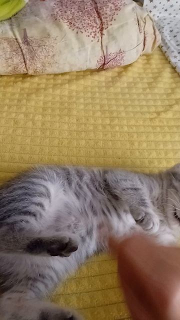 ааааа котик