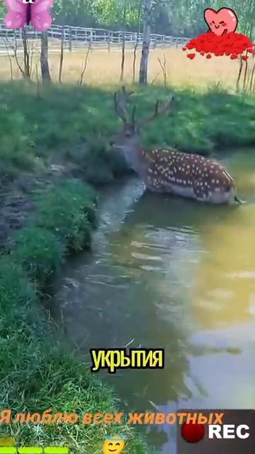 Животные-приколы и не только😉😅