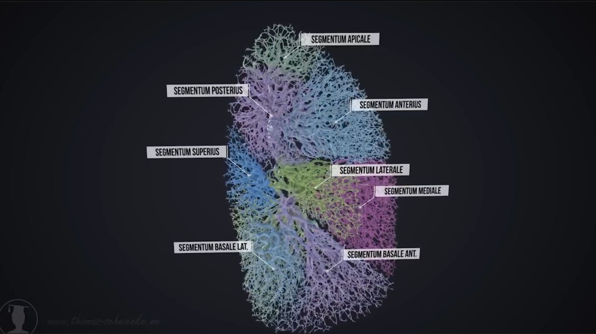 Как работают легкие?