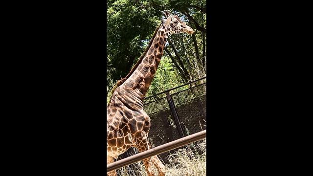 зоопарк Буэнос Айреса