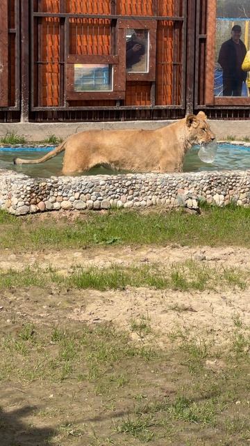 Все равно достану!