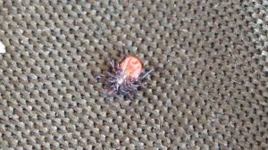 Средство от КЛЕЩЕЙ номер 1! Они погибают почти мгновенно!