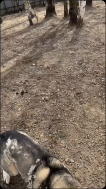 Собачий ангел день 100_ка