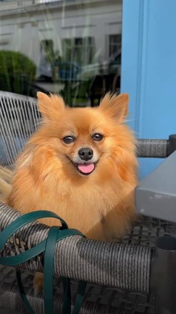 Чем старше становится собака, тем больше я ищу способы продлить и её жизнь. Одним из таких являет...