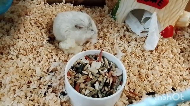 Метруся. 19.04.2026.