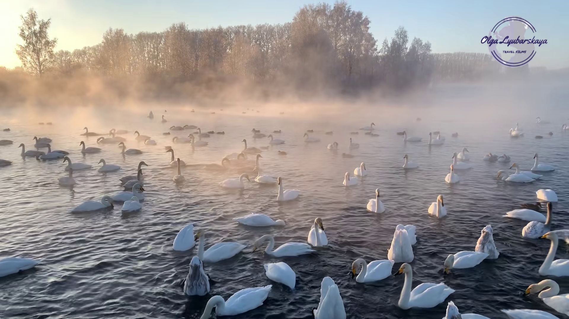 лебединое озеро