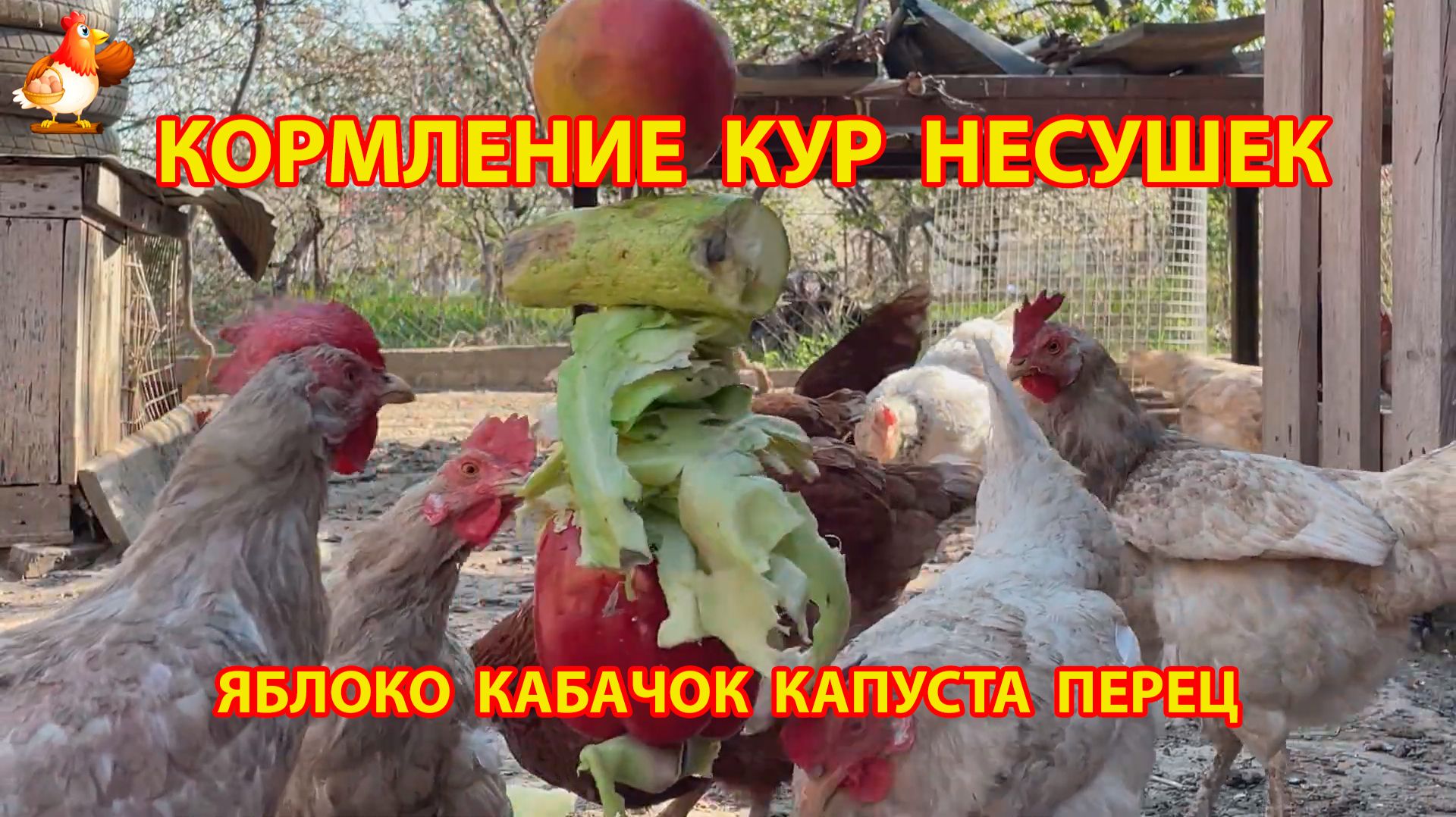 Кормление кур капустой, перцем, яблоком и кабачком на веревке в радость несушкам