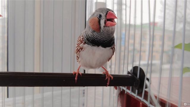 Японский амадин