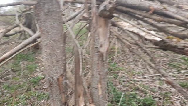 сходила посмотреть грибочки Сморчки