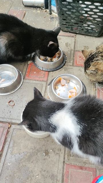 Дружный завтрак.